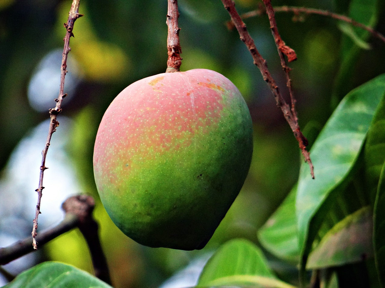 Mango: Tropical, nutritivo y delicioso